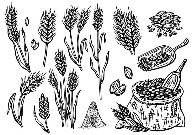 ilustrações, clipart, desenhos animados e ícones de trigo desenhado à mão. plantas de cereais em um saco e cereais em uma tigela, cevada de centeio e espigas de trigo. esboço de esboço para modelo de embalagem de alimentos, gravação de alimentos - oat farm grass barley