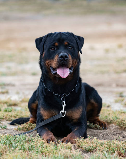 istock training of rottweiler 1447419554