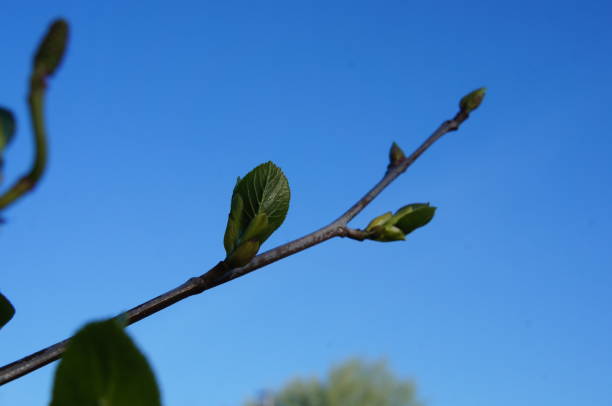 istock Italian alder - Twig & buds 1447419890