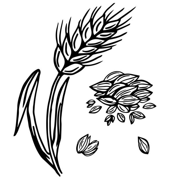 weizen-pflanze spikelets, vektor-doodle-illustration, handzeichnung, skizze - wheat cereal plant oat crop stock-grafiken, -clipart, -cartoons und -symbole