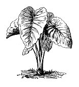 istock Antique engraving illustration: Caladium Violaceum 1447420676