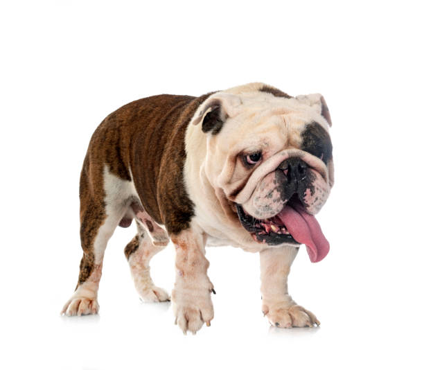 istock english bulldog in studio 1447420932