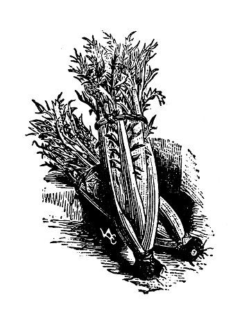 Antique engraving illustration: Cardoon