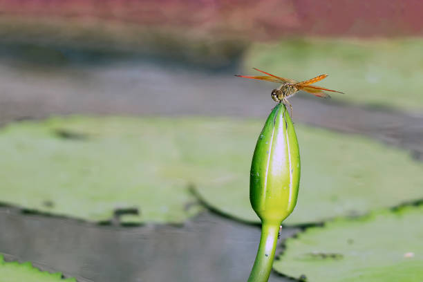 istock Orange dragonfly perched on a lotus bud 1447422146