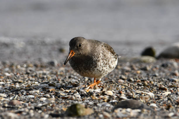 istock Purple Sandpiper bird 1447425131
