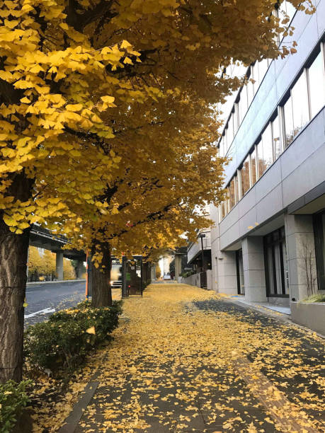 istock Ginkgo trees dyed yellow 1447426619