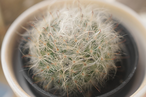 Close up shot of cactus, Mammillaria Bocasana