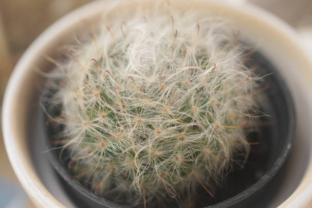 close up tiro de cacto, mammillaria bocasana - mammillaria cactus - fotografias e filmes do acervo