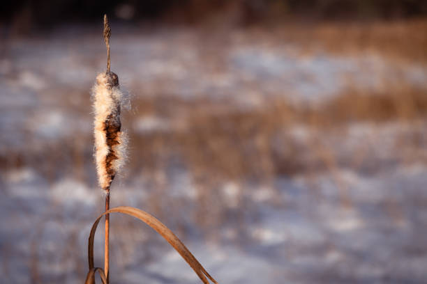Close up isolated dried cattail in winter sunset golden sunlight against a snowy field with copy space