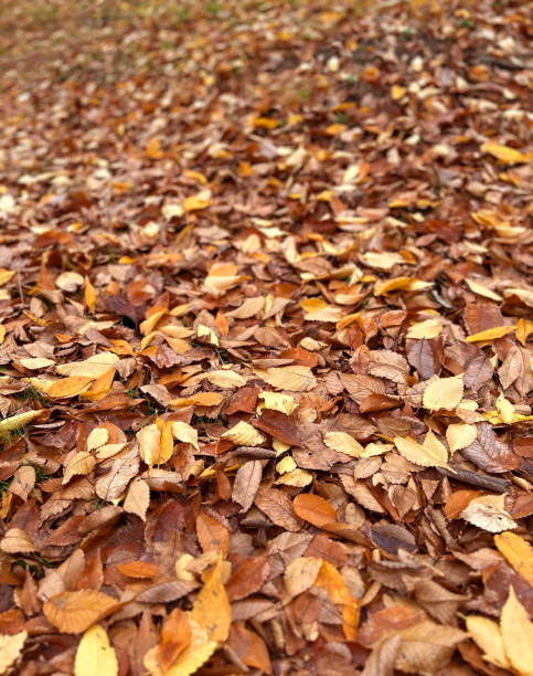istock Carpet of fallen leaves 1447428971