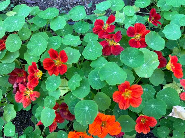 nasturtium nasturtium nasturtium stock pictures, royalty-free photos & images