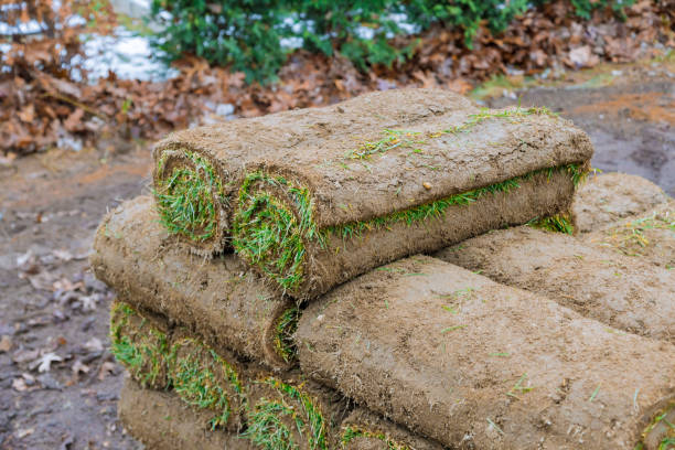 istock On a construction site, a unload green grass turf rolls on pallets for landscaping purposes. 1447429883