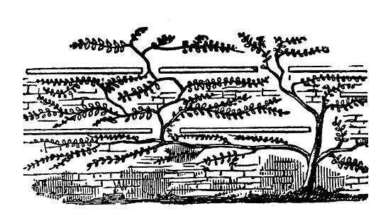 Antique engraving illustration: Lawrence's method of protecting fruit trees