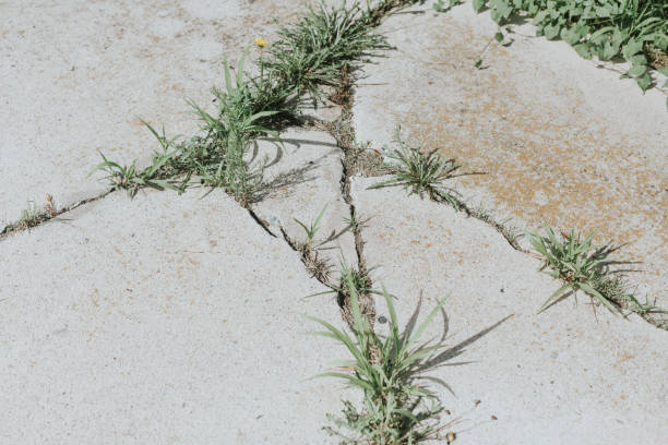 Weeds growing through cracks in brick pavement. Common garden problem requiring maintenance, weed control, and landscape care to keep paths clean and safe.