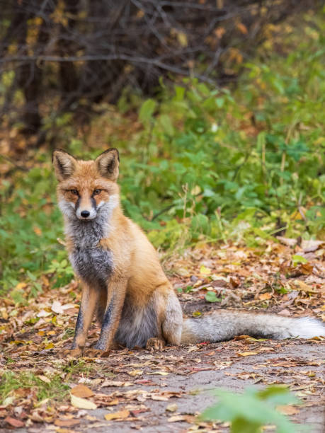 istock Close up of a red fox Vulpes vulpes, sitting on a path in the forest. 1447431808