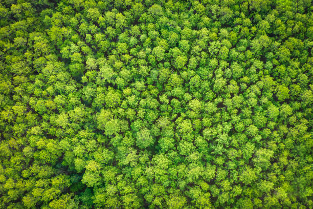 istock Aerial view of a pine tree plantation pattern 1447431906