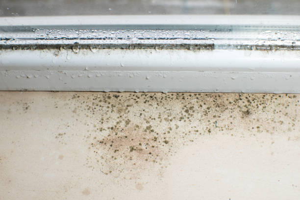 istock Black mold fungus growing on windowsill. Dampness problem concept. Condensation on the window. 1447432114