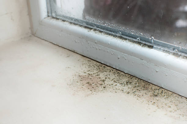 istock Black mold fungus growing on windowsill. Dampness problem concept. Condensation on the window. 1447432116