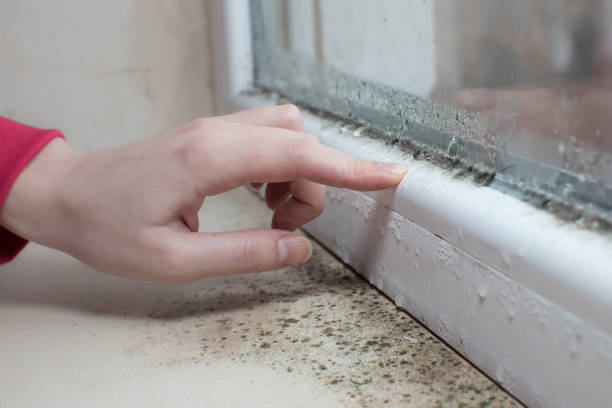istock Black mold fungus growing on windowsill. Dampness problem concept. Condensation on the window. 1447432119
