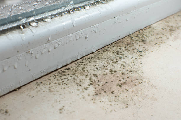 istock Black mold fungus growing on windowsill. Dampness problem concept. Condensation on the window. 1447432122
