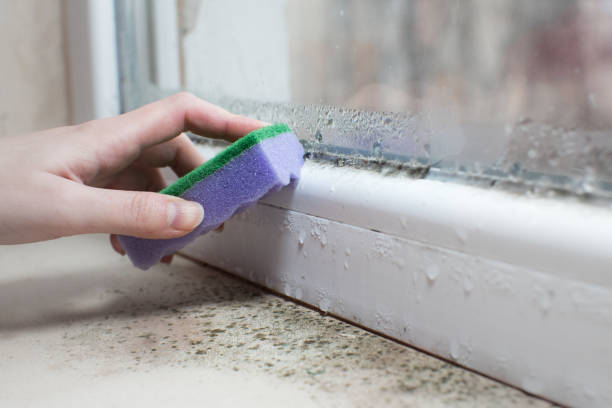 istock Black mold fungus growing on windowsill. Dampness problem concept. Condensation on the window. 1447432135
