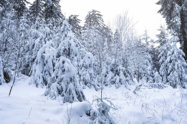 istock Winter in the Taunus/Germany 1447434344
