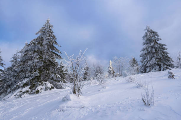 istock Winter in the Taunus/Germany 1447434355