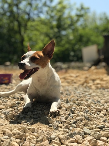 Pretty tan and white Jack Russel Terrier enjoying the sunshine