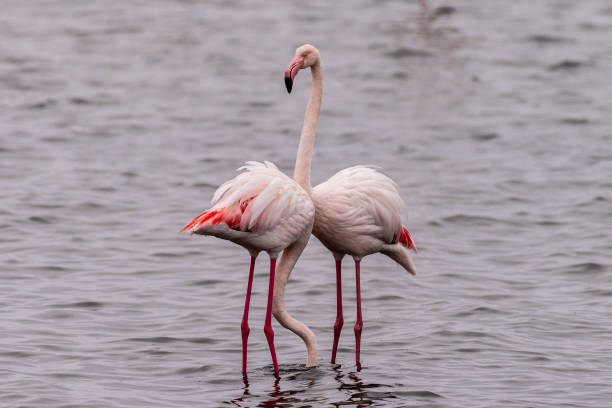 istock Flamingos in water 1447436333