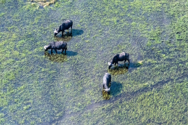 istock Buffalos grazing in the Okavango Delta 1447436931