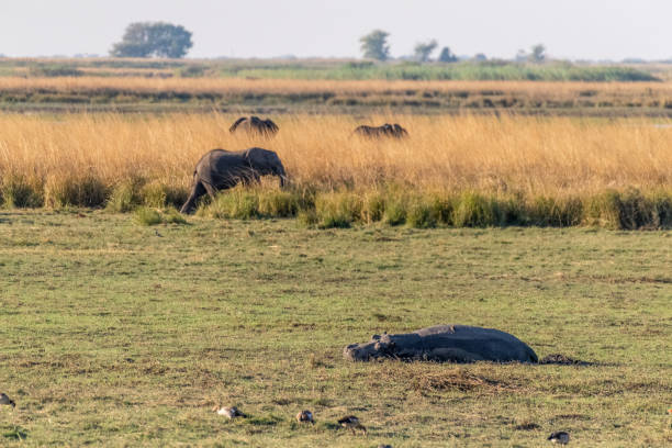 istock Sleeping hippopotamus in Chobe national park 1447437482