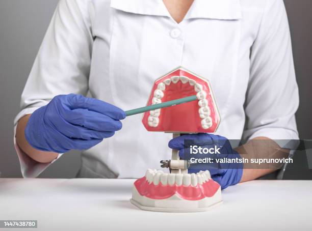 Teeth Disease And Health Concept Dentist Doctor Hold Jaw Model And Showing Aching Ill Tooth Stock Photo - Download Image Now