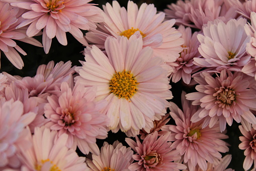 Chrysanthemum morifolium (also known as florist's daisy and hardy garden mum,or in China) is a hybrid species of perennial plant from family Asteraceae.