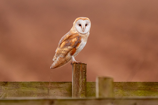 A stunning barn owl on a fence