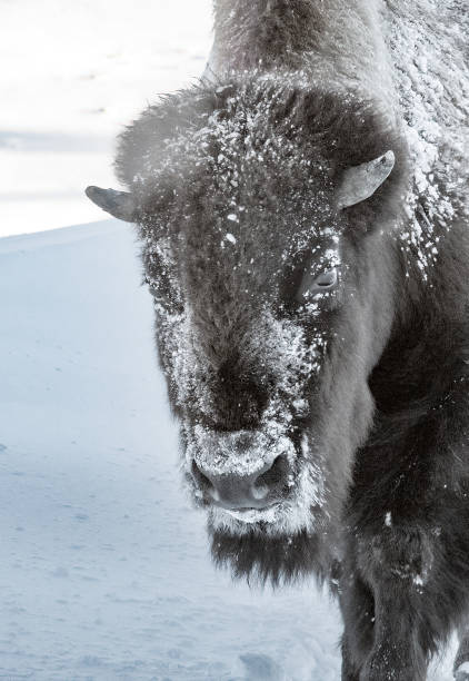 istock Large bison or buffalo approach camera position on snow covered path through Yellowstone National Park in winter weather, USA 1447439624