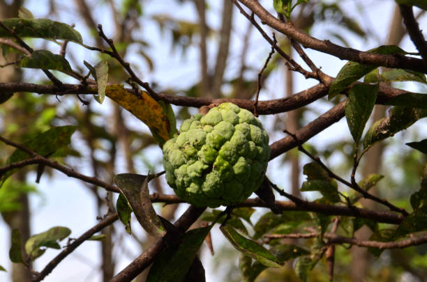 istock Annona squamosa fruit 1447440283