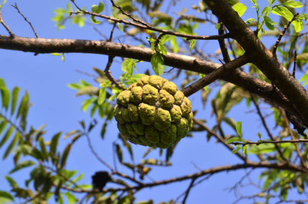 istock Annona squamosa fruit 1447440365