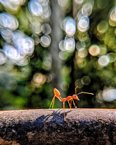 Macro shot of a Red Ant