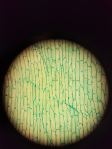 Onion cells under a compound or light microscope at objective x10. The onion cells were stained with cotton blue dye. The cell wall, cell membrane, nucleus and cytoplasm was seen.