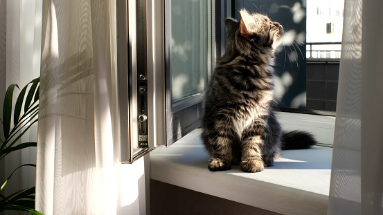 gray little kitten sitting on the windowsill, looks out the window, illuminated by the bright rays of the dawn sun from the window near a green houseplant