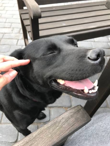 istock DOG ACUPRESSURE 1447441612