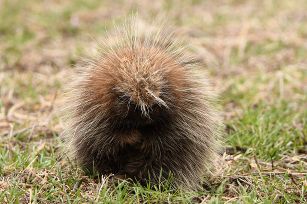 istock Porcupine feeling threatened 1447442657