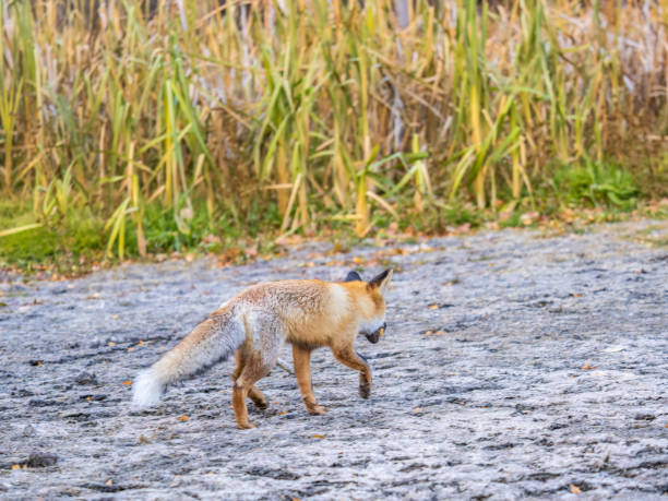 istock The red fox Vulpes vulpes walks along a path in the forest. 1447442961
