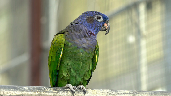 Plain Parakeet bird (Brotogeris tirica) with closed eyes