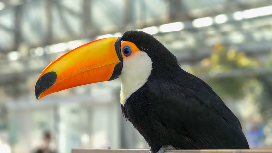 The toco toucan (Ramphastos toco), also known as the common toucan or giant toucan