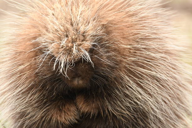 istock Porcupine feeling threatened 1447443637