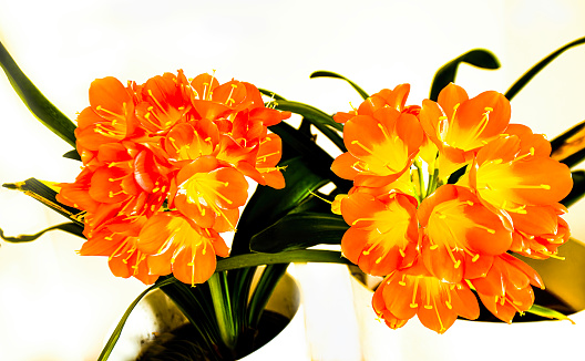 Tubular vine (Campsis radicans) red orange flowers in bloom on blurred background of green leaves. Selective focus. Close-up of beautiful tubular orange flowers. Atmosphere of calm and relaxation.