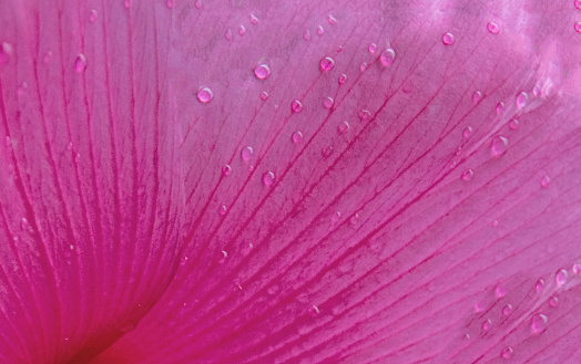 Abstract-Beautiful large Hibiscus-Howard County, Indiana