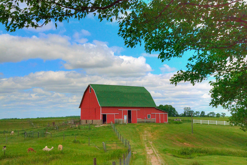 Barn-Red Barn with dirt road and Lamas-Howard County, Indiana