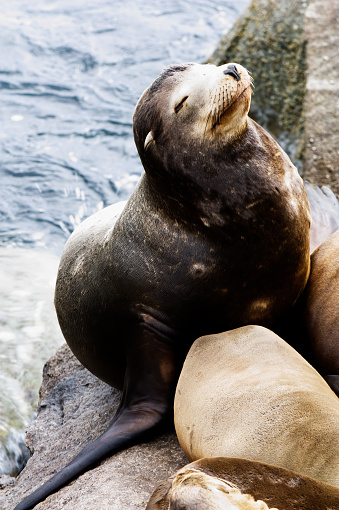 Sea Lion Sitting On Rocks With Eyes Closed Monterey California
